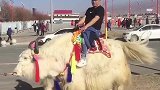 藏民的白牦牛预示着吉祥安康！我也骑一下沾点喜气