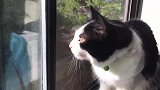 好可爱的小猫咪啊，这望着窗外的样子，是想出去玩了吗