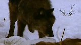 失去地位的母狼，选择了离开狼群，独自出去流浪！