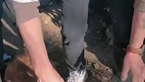 彝族特色羊角酒，边喝边漏一点都不醉人