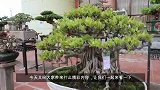 展会看到的盆景，树桩根系发达，根盘好看，“景成之日功在十年”