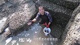 老练的大熊赶海竟被石头下的海货咬得呼呼大叫，晚上亲自吃了它