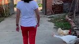 姑娘是怎么招惹到了大鹅和大公鸡了呀！