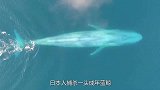 日本人捕杀一头成年蓝鲸，利润究竟有多高？