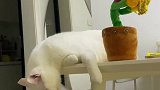听着歌果然入睡快