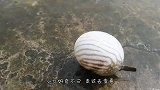 海边散步发现地上一个气球，用脚一踢，它是活的