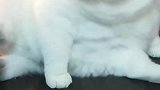 猫：铲屎的你能别打扰我么，我在洗澡呢！