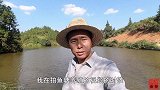原来草鱼是这样吃草，小伙用镜头观察鱼群吃草全过程，快来看看吧
