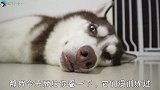 二哈见到主人竖中指，本想咬主人，结果被护主的边牧吓坏了！