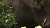 豹子真是太凶悍了，居然生生的将野猪从巢穴里给拖拉出来