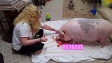 见过小猪猪们这样吗？铲屎官说都很正常，网友：只有那么可爱了