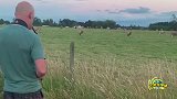 美国一牧场的牛群竟懂音律，听到萨克斯声音就赶来抢位子