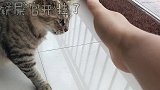 狸花猫嫌弃铲屎官手法不专业,铲屎官差点就被咬了一口。