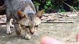 这是一只很有个性的流浪猫，它很饿，但不喜欢人用手喂食