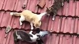 三只猫咪打架抢食物，另一只猫咪还知道拖手