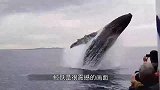 游艇在鲸鱼附近徘徊，鲸鱼从游艇旁跃出水面，画面惊险！
