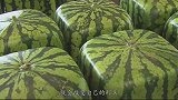 日本的方形西瓜，从小被人固定模具里，价格是非常高