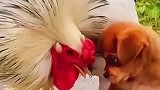 公鸡与金毛对视，气氛逐渐有些焦灼