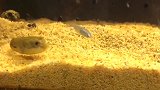 河豚：虽然咬错了猎物，但是同伴的口感还是挺不错的！