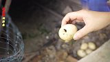 鲜墨鱼别红烧了，入锅简单一煮，鲜嫩Q弹原汁原味，幸福小生活