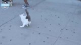 狗狗正在睡觉，猫咪嫌它打呼噜，上来就是两耳光！