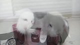 这两杯茶杯兔算我请你的，千万别客气，小心把你萌化了