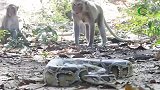 蟒蛇和猴群的较量，鹿死谁手呢？