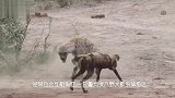 狭路相逢，独自外出的鬣狗与非洲野犬相逢！两只天涯沦落狗