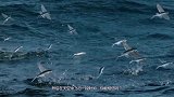 海洋发现会飞的鱼，一口气飞400米，飞行过程很震撼