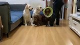 狗狗小迷糊带伤参加比赛，遵守规矩，稳拿第一