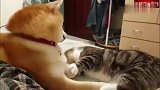 猫咪不分青红皂白就打了柴犬，狗：猫咪心，海底针！