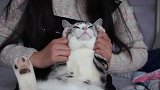 主人逼着小猫跳海草舞，小猫翻身就咬了一口，瞧这个暴脾气