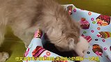小奶猫有福了，被好心人捡到后，竟是这种待遇