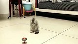 狸花猫：猛虎出山，都离我远一点！