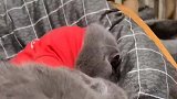 铲屎官给猫咪找了只大肥猫当老婆，猫咪愁得拉着个脸，太逗了
