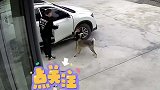 狗狗看到家里的车子发动了，赶紧把小主子推到安全地带