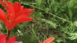 内蒙古大草原一一野花遍地
