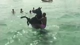 马儿：我是陆地马！不是海马！