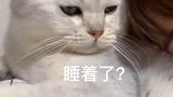 假装在我家猫咪身上睡觉时，看到这一幕，我真的觉得太甜了