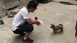 从小和狗狗一起散养的小八哥终于会飞了，这次吃饭又是一场较量