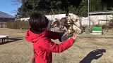这只鸟训练的真好啊
