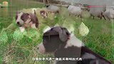 世界上最聪明的狗狗，以前被人们用来看羊，如今走进千家万户