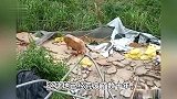 养猪户猪舍被拆，疑用改装枪射伤3名执法人员潜逃，遭通缉后自首