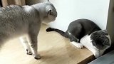 猫：兄弟，和我一起出去玩儿吗！