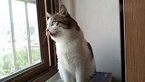 猫咪坐窗上盯着我给我开窗！不开？不理你了！哄不好的那种哼哼