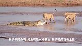 狮子与鳄鱼-惊人的鳄鱼过河时，击落了两只兄弟狮子！
