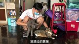 英短蓝猫生出5只玳瑁，究竟是蓝猫出了轨，还是玳瑁花了心！