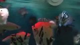 乌龟：大家都闪开点，我可是会武功的噢！