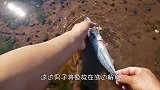 男子将一条鱼放在河边解冻，回来查看时，却高兴得手舞足蹈！