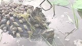 男子将一条鱼放在河边解冻，回来查看时，却高兴得手舞足蹈！